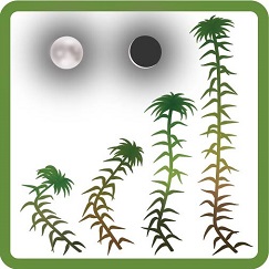 peat moss Sphagnum under moonlight